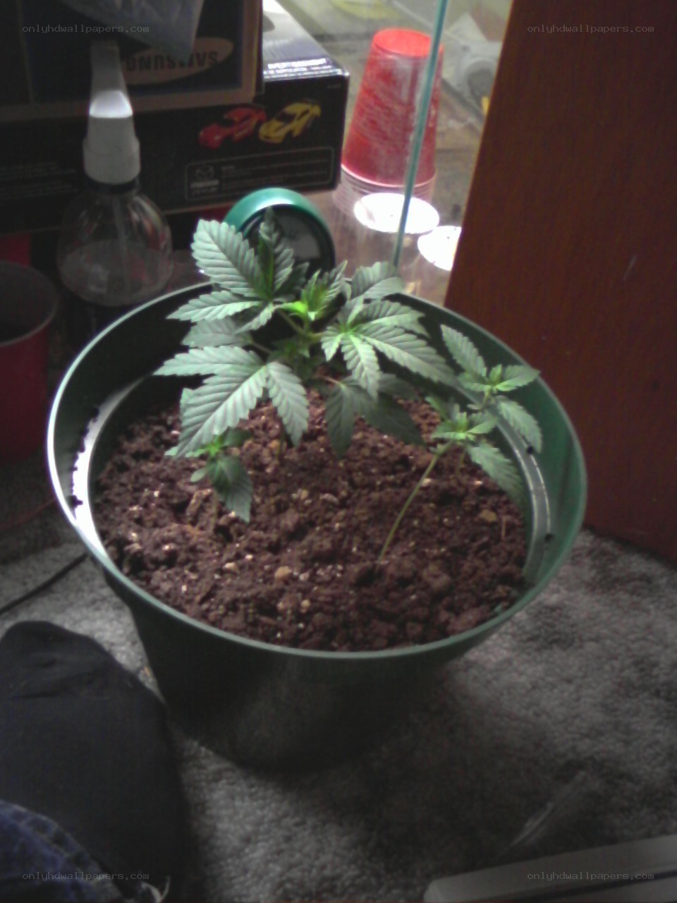 potted cannabis plant
