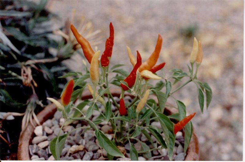 potted chili pepper plant