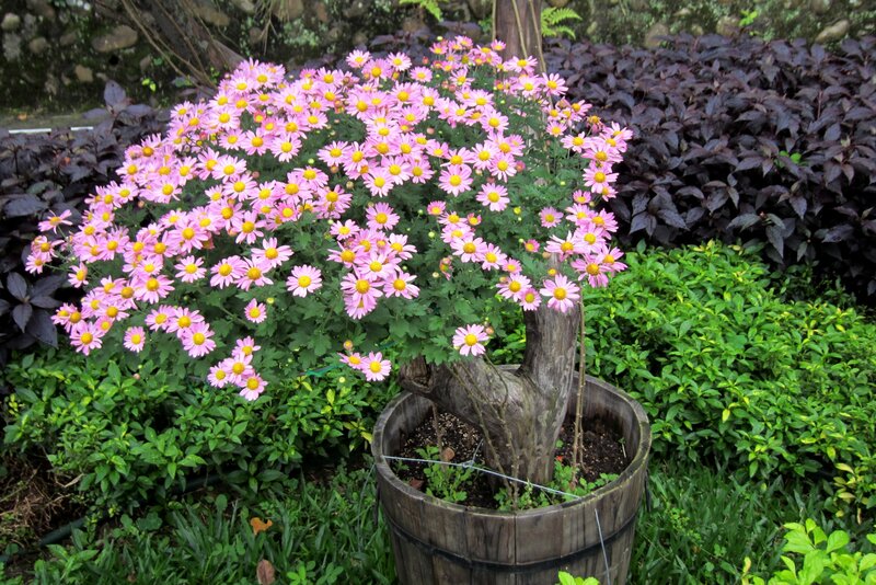 Potted Chrysanthemum Bush