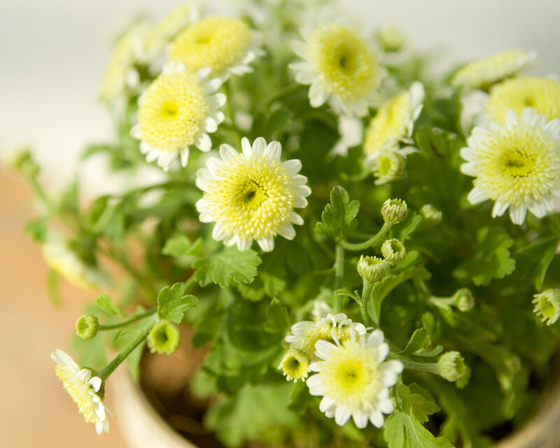 Potted Chrysanthemum Flowers