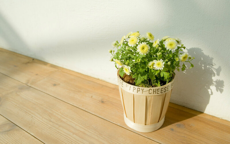 Potted Chrysanthemum Flowers — Yellow, Serene
