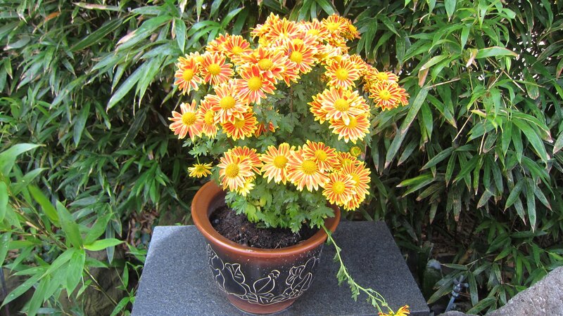 Potted Chrysanthemum Flowers — Yellow