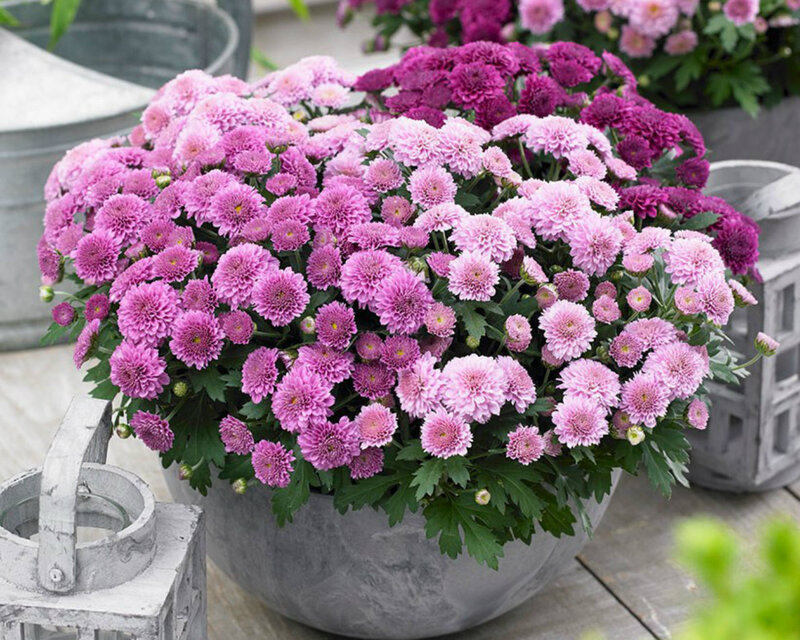 Potted Chrysanthemums — Pink
