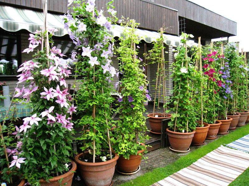 Potted Clematis Plants