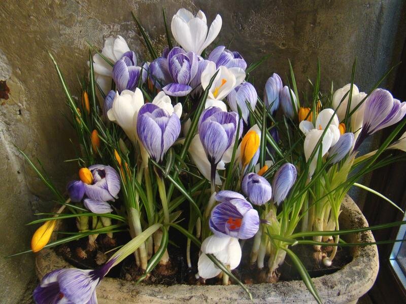 Potted Crocus Flowers