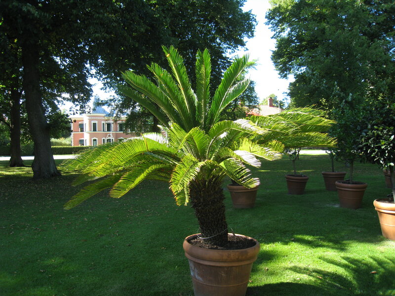 Potted Cycad Plant — Green