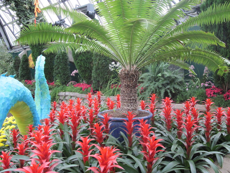 Potted Cycad Plant