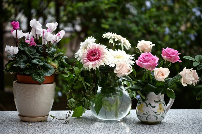 Potted Cyclamen and Flower Arrangements