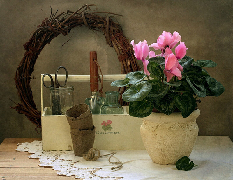 Potted Cyclamen Plant
