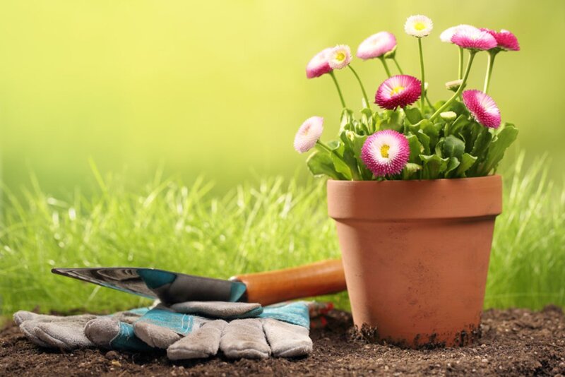 Potted Daisies in Garden