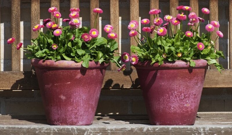 Potted Daisy Flowers