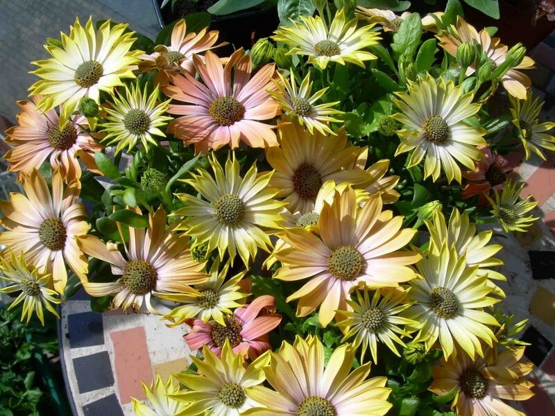 Potted Daisy Flowers — Yellow