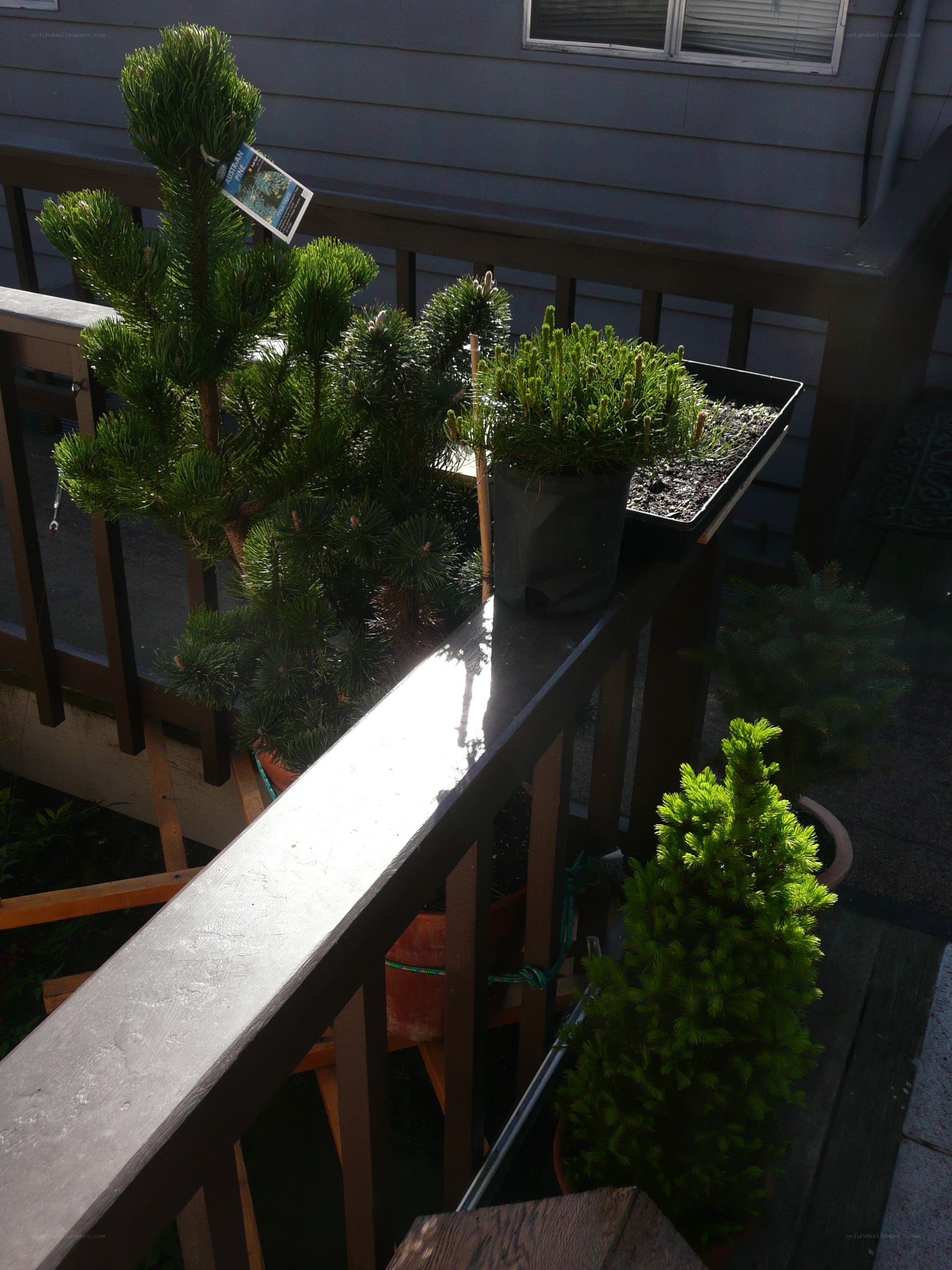 potted evergreen trees on balcony
