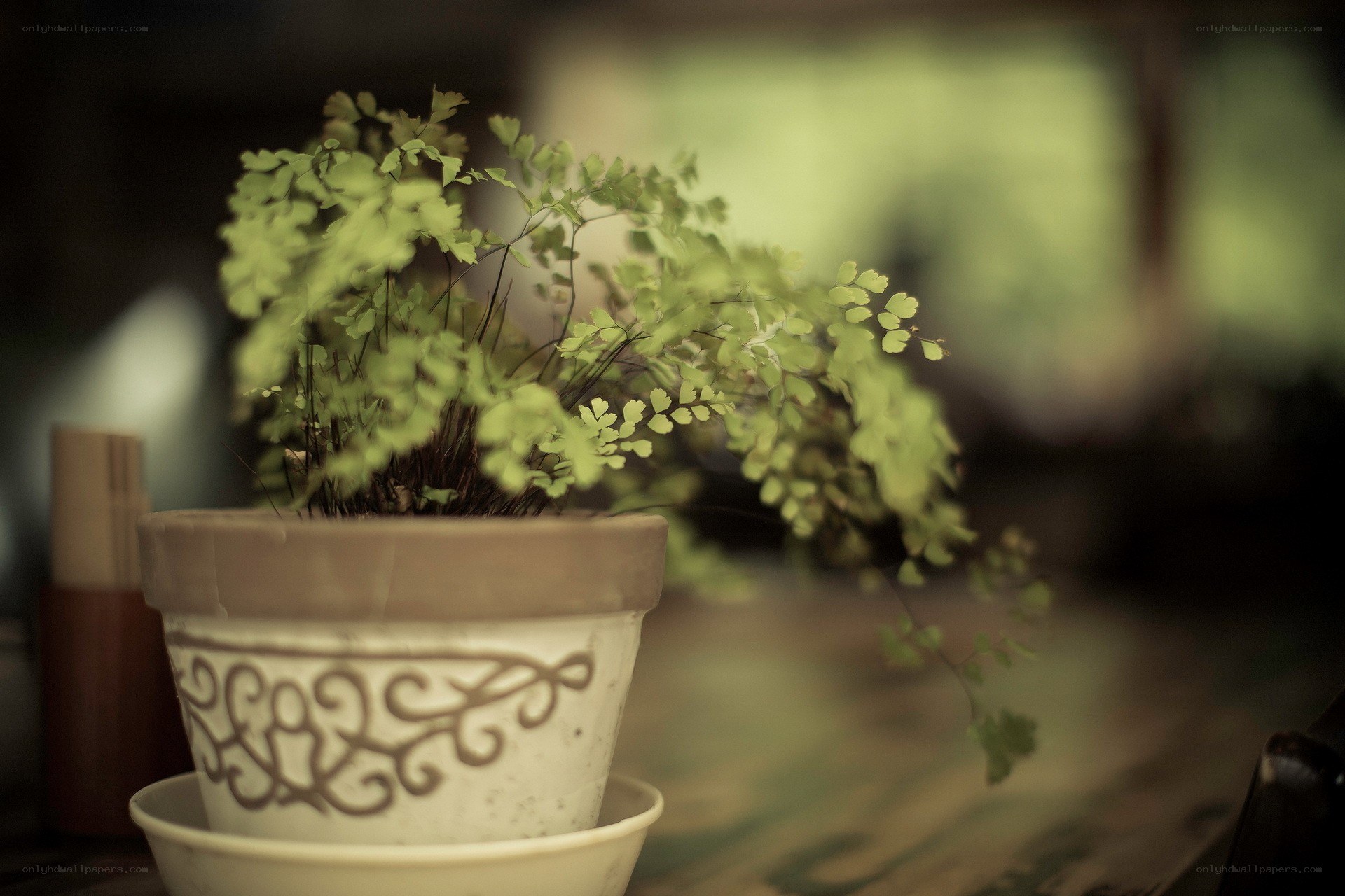 potted fern on wooden table