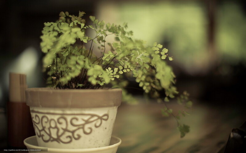 potted fern on wooden table