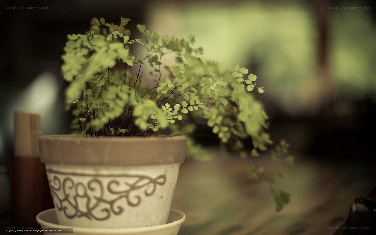 potted fern on wooden table