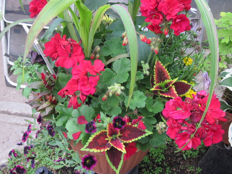 Potted Flower Arrangement — Red