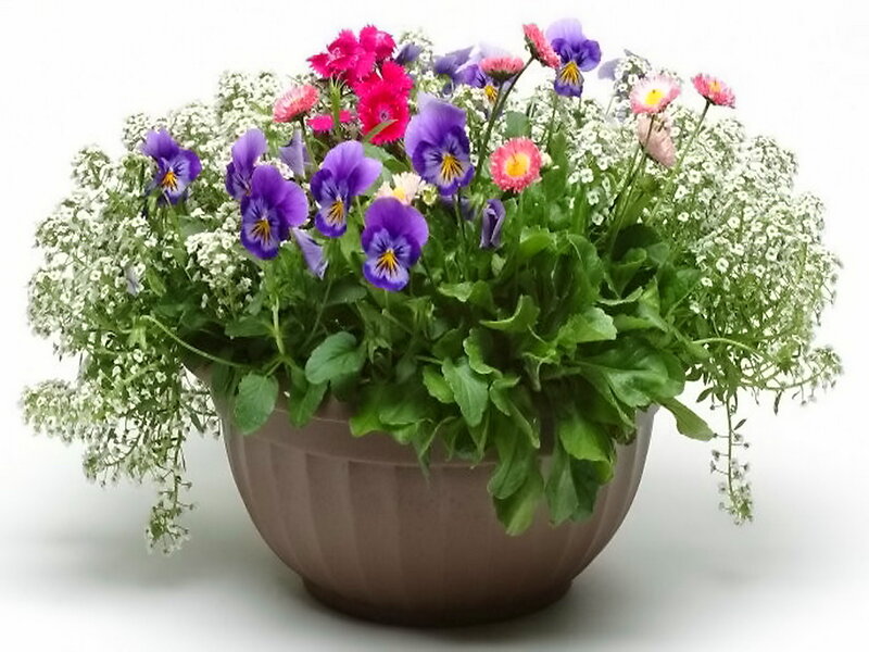 Potted Flower Arrangement