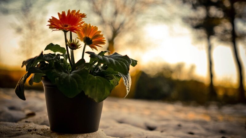 potted flower at sunset