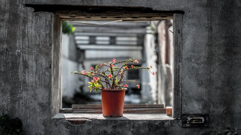Potted Flowering Plant