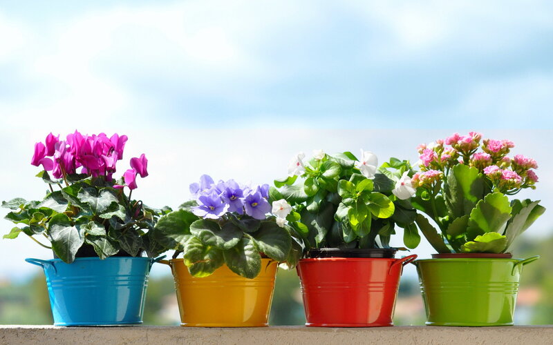 Potted Flowering Plants — Blue