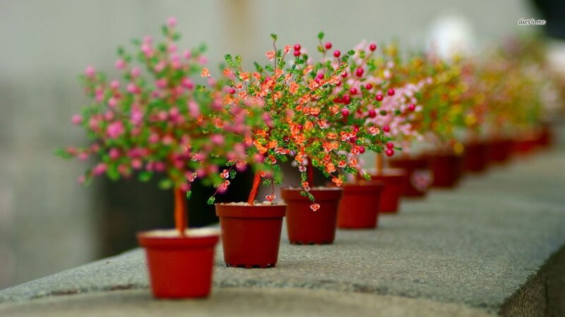 Potted Flowering Plants — Red, Calm