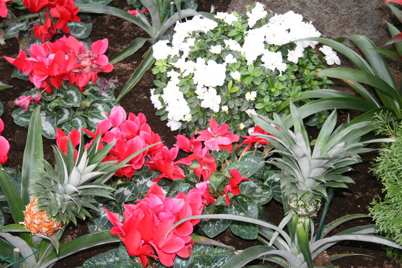 Potted Flowering Plants — Red