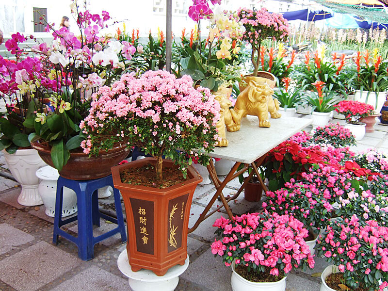 Potted Flowering Plants