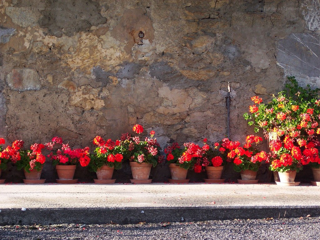 potted flowers against stone wall