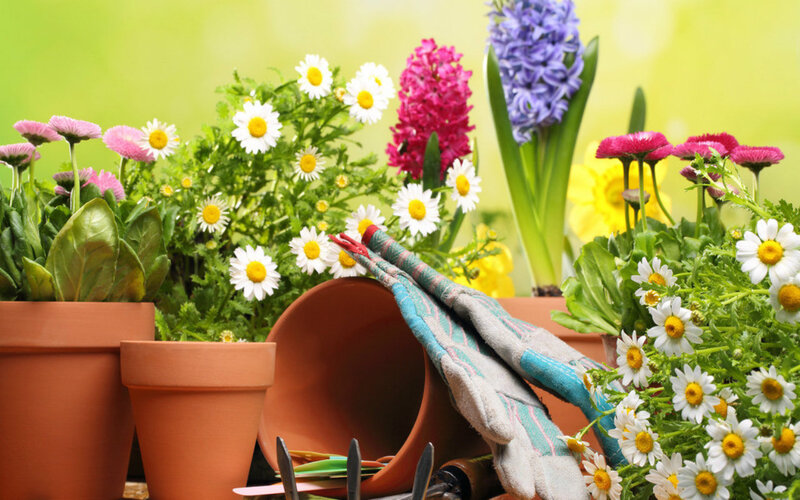 Potted Flowers and Gardening Tools — Green, Serene, Spring