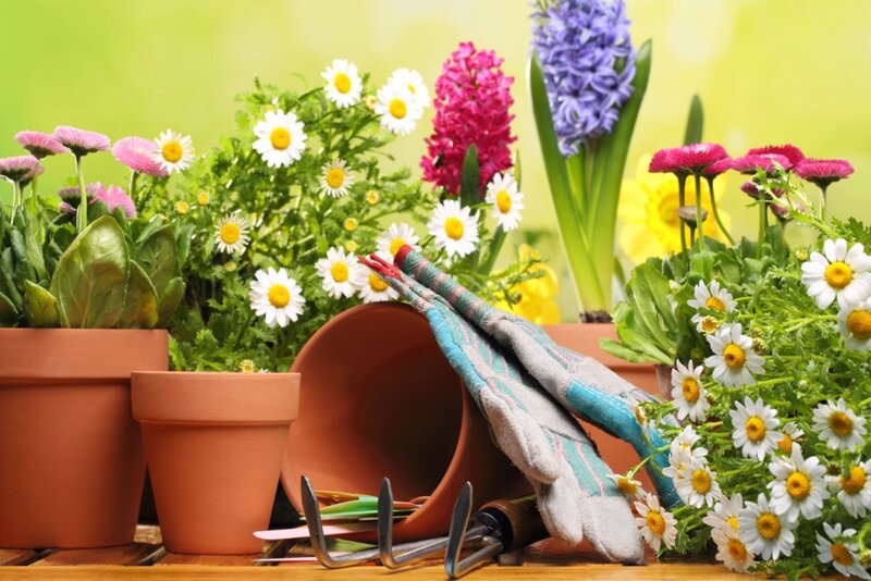 Potted Flowers and Gardening Tools — Green, Serene