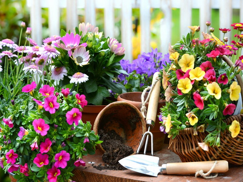 Potted Flowers and Gardening Tools