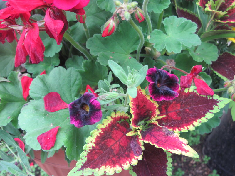 Potted Flowers and Leaves