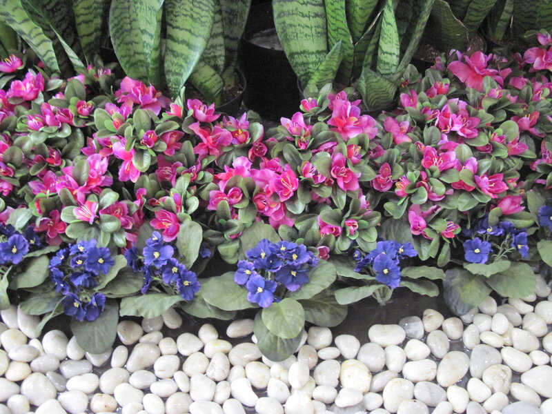 Potted Flowers and Pebbles — Pink