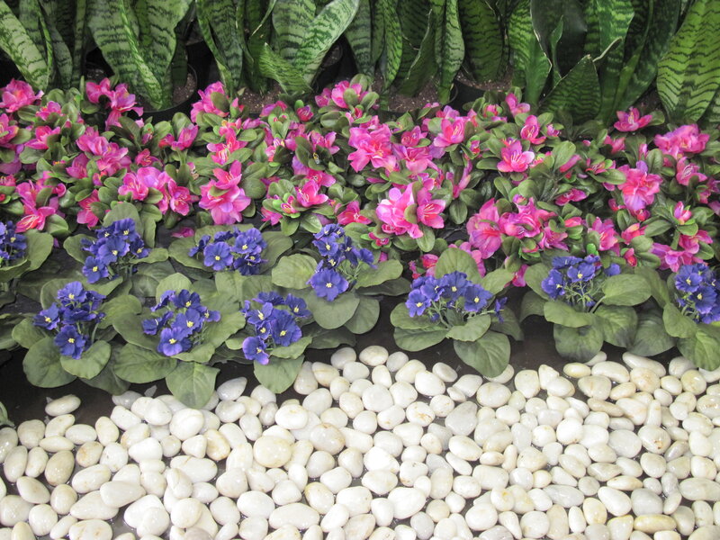 Potted Flowers and Pebbles