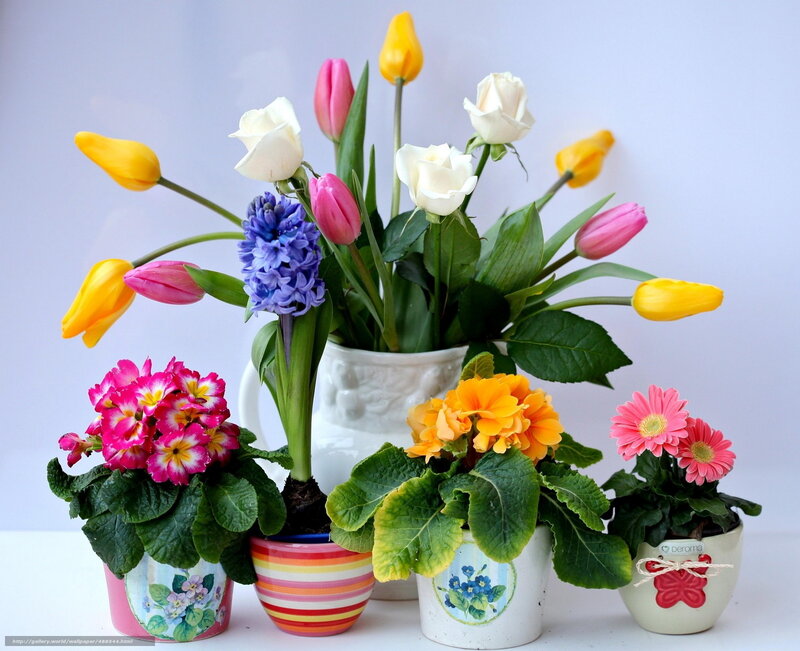 Potted Flowers Arrangement