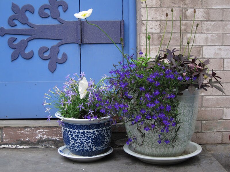 Potted Flowers by Door