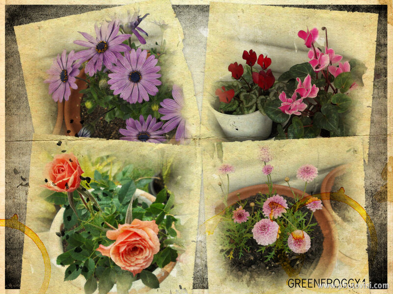 Potted Flowers Collage