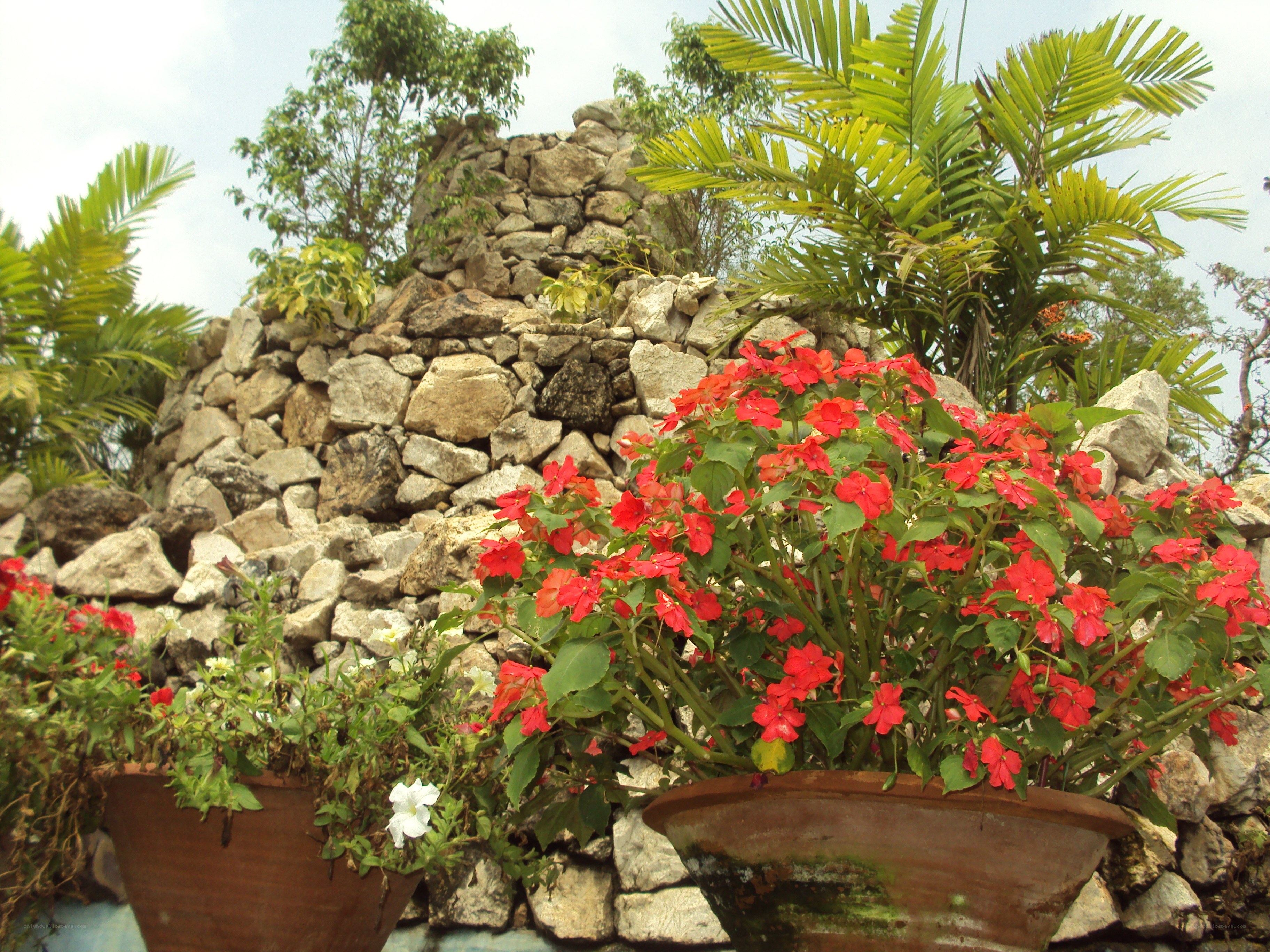 Potted flowers in a garden