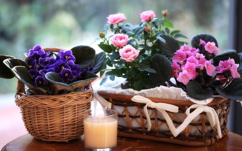Potted Flowers in Baskets