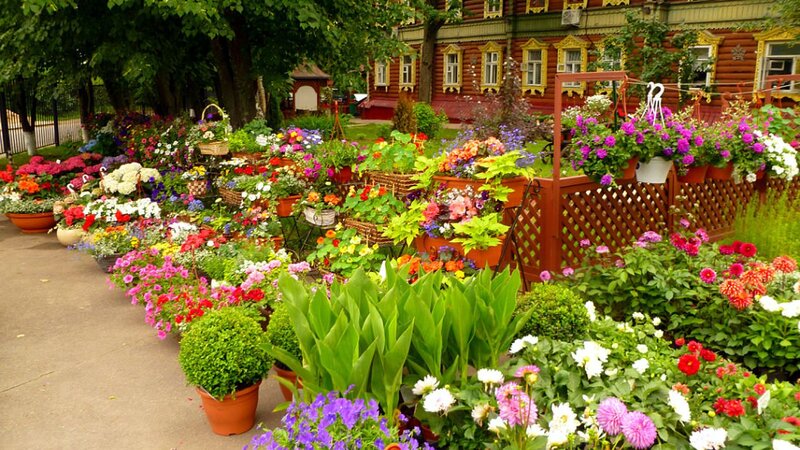 Potted Flowers in Garden — Green, Colorful