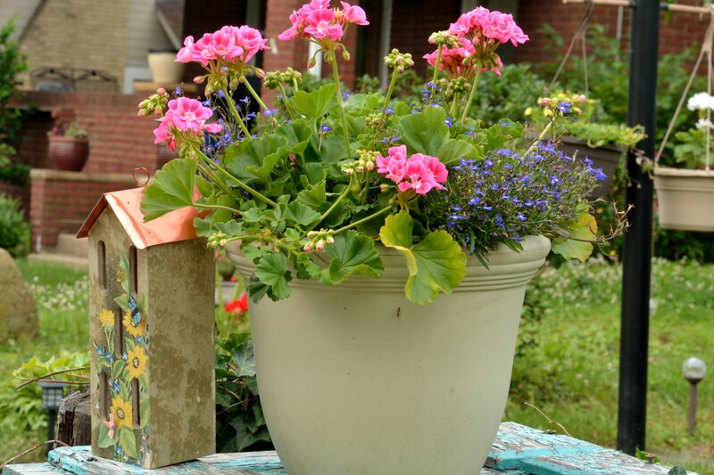 Potted Flowers in Garden — Pink, Calm