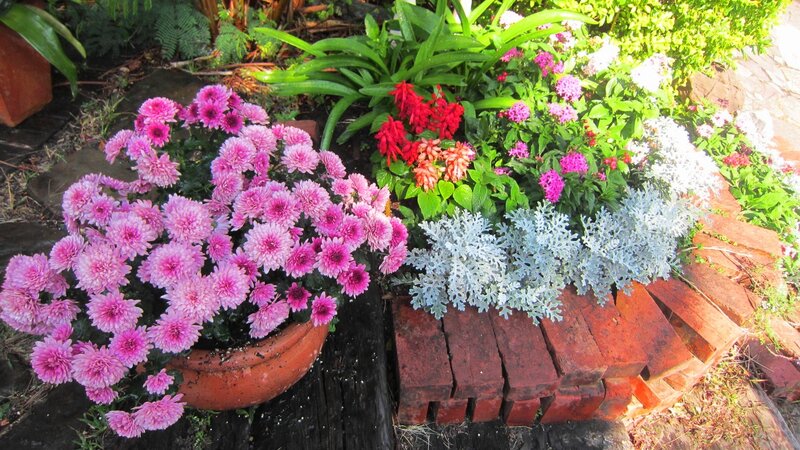 Potted Flowers in Garden — Pink
