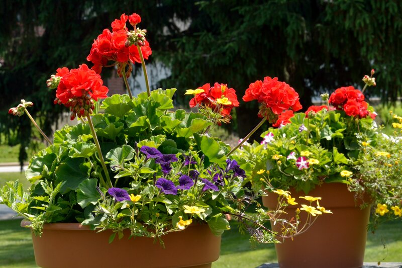 Potted Flowers in Garden — Red, Bright