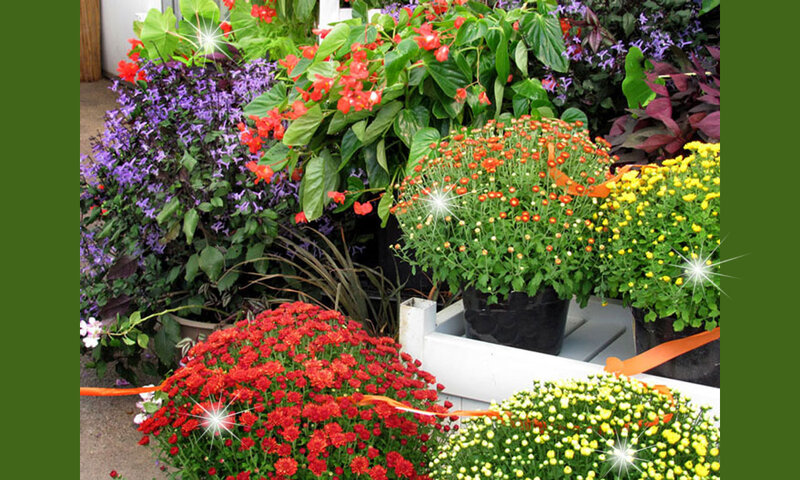 Potted Flowers in Garden — Red, Colorful