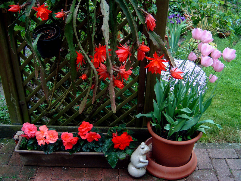 Potted Flowers in Garden — Red, Serene