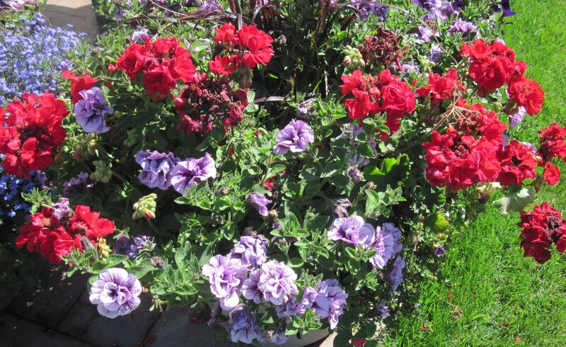 Potted Flowers in Garden — Red