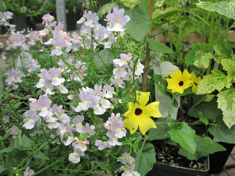 Potted Flowers in Garden — Yellow, Calm