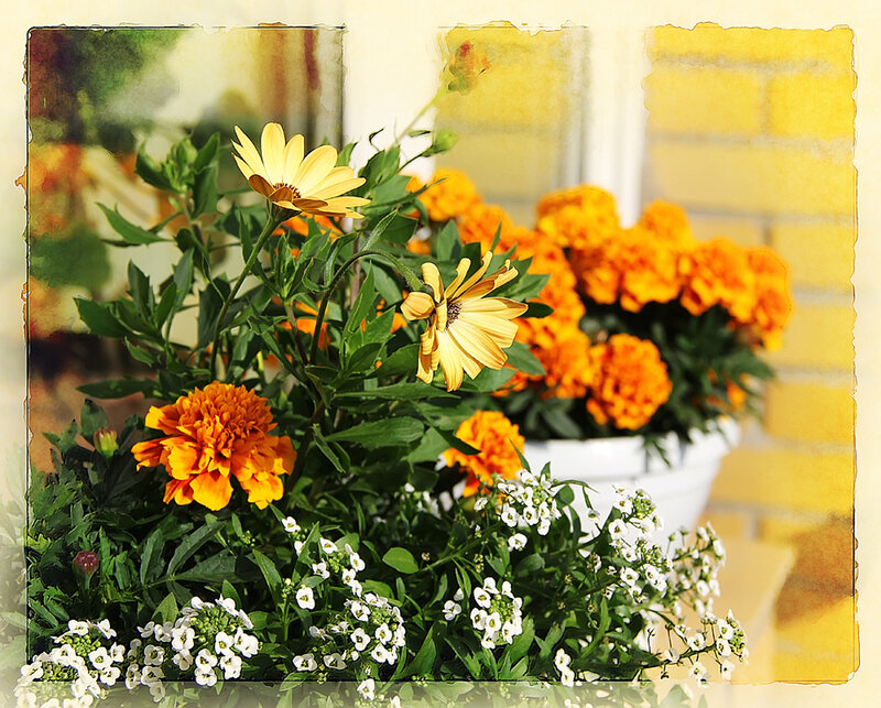 Potted Flowers in Garden — Yellow