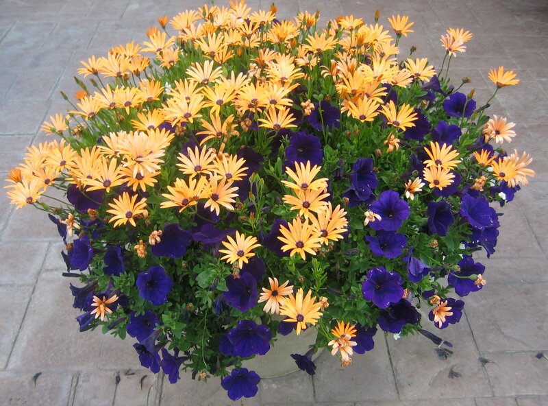 Potted Flowers in Planter